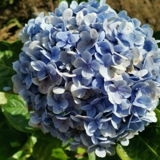 hydrangea